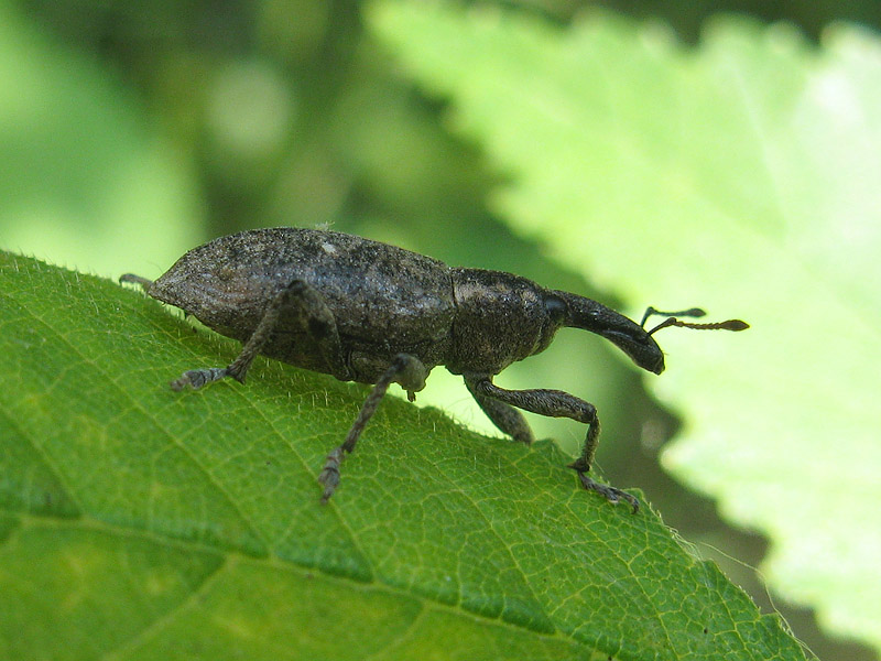 Curculionidae: Larinus planus ???  No, Lepyrus palustris